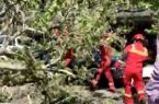 سقوط مرگبار درخت در نکا