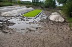 تهدید بهار خشک برای کشاورزی مازندران