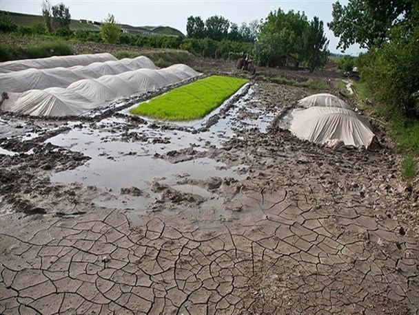 تهدید بهار خشک برای کشاورزی مازندران