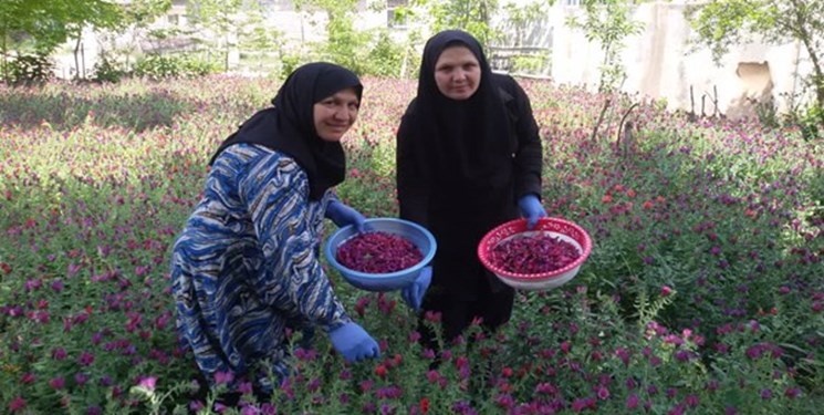 شرق مازندران، مهد کشت گیاهان دارویی