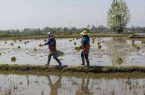 تنش آبی مانع از کشت مجدد برنج در حوزه شرق مازندران