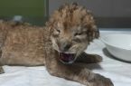 بچه شیر تلقیح مصنوعی در باغ وحش ساری بدنیا آمد