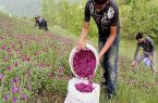 چرا گیاهان دارویی شرق مازندران کیفیت بالایی دارد؟