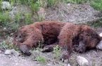 شکارچیان خرس قهوه ای را در فیروزکوه از پای درآوردند