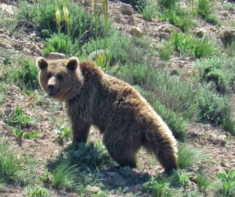 حکم بازداشت زن و شوهری که خرس قهوه‌ای را شرق مازندران کشتند، صادر شد