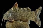 گونه جدید ماهی بنام علی دایی کشف و ثبت شد + عکس