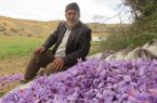 مزارع بهشهر زعفرانی شد
