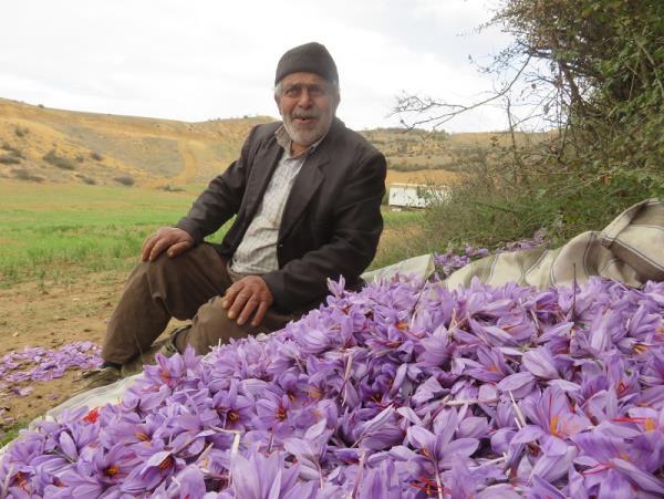 مزارع بهشهر زعفرانی شد