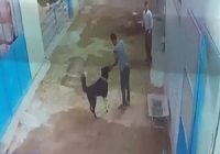 ویدئوی حمله سگ ولگرد به مرد آملی