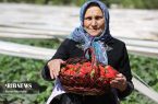 تصاویری از برداشت توت فرنگی در مازندران