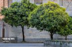 انفعال شهرداری در حفظ درختان نارنج شهر ساری