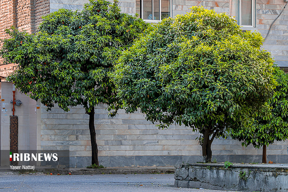 انفعال شهرداری در حفظ درختان نارنج شهر ساری