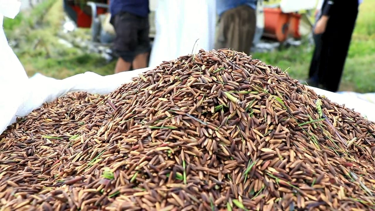 برداشت برنج رنگی در شالیزارهای مازندران