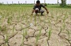 بحران آب با استمرار کشت دوم برنج در مازندران