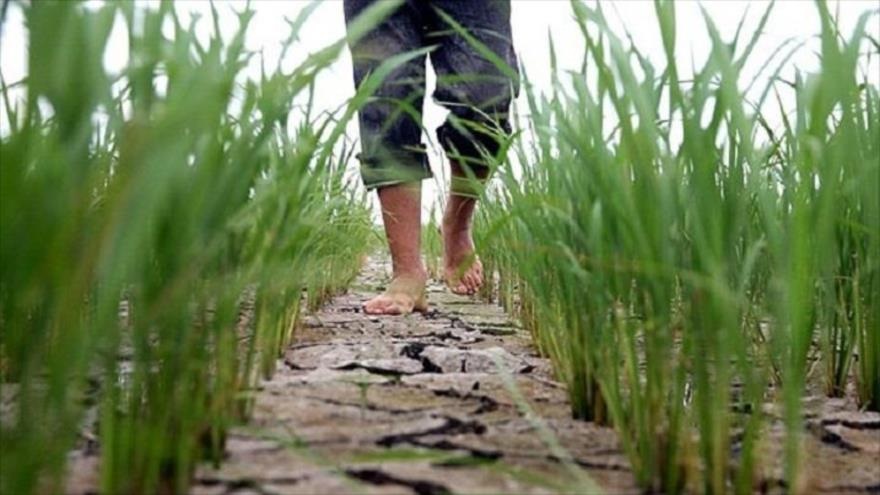 توصیه هایی به کشاورزان مازندرانی برای عبور از بحران کم آبی