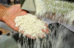 نرخ خرید برنج توافقی در مازندران اعلام شد