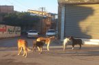 دردسر سگ های ولگرد در مازندران ؛ از پاتوق در محل دپوی زباله تا ضرورت واکسیناسیون مردم