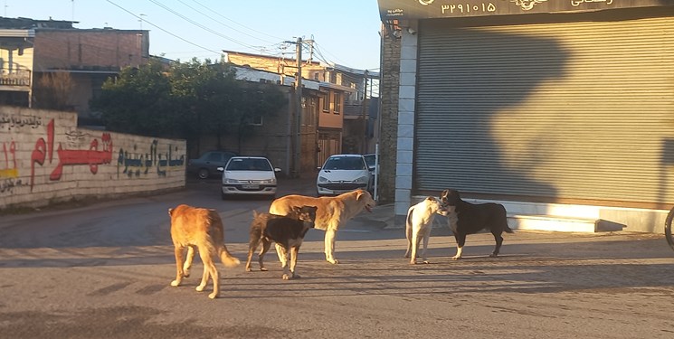 دردسر سگ های ولگرد در مازندران ؛ از پاتوق در محل دپوی زباله تا ضرورت واکسیناسیون مردم