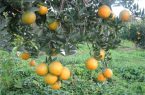 ردیابی مگس های میوه در باغات شرق مازندران