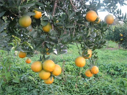 ردیابی مگس های میوه در باغات شرق مازندران