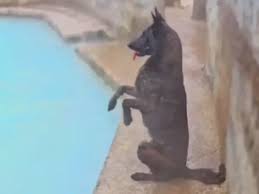 انتشار کلیپ شنای سگ، آب گرم بابل را تعطیل کرد